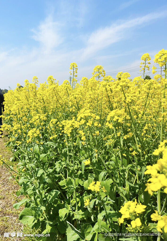 油菜花