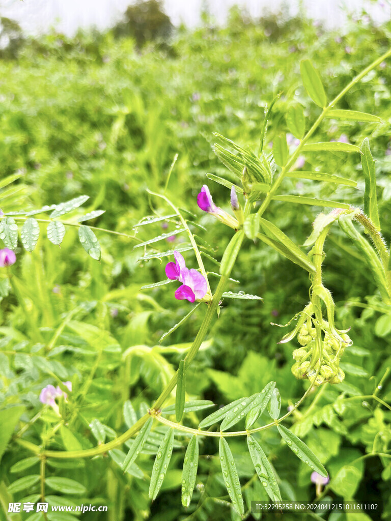 雨后豌豆花