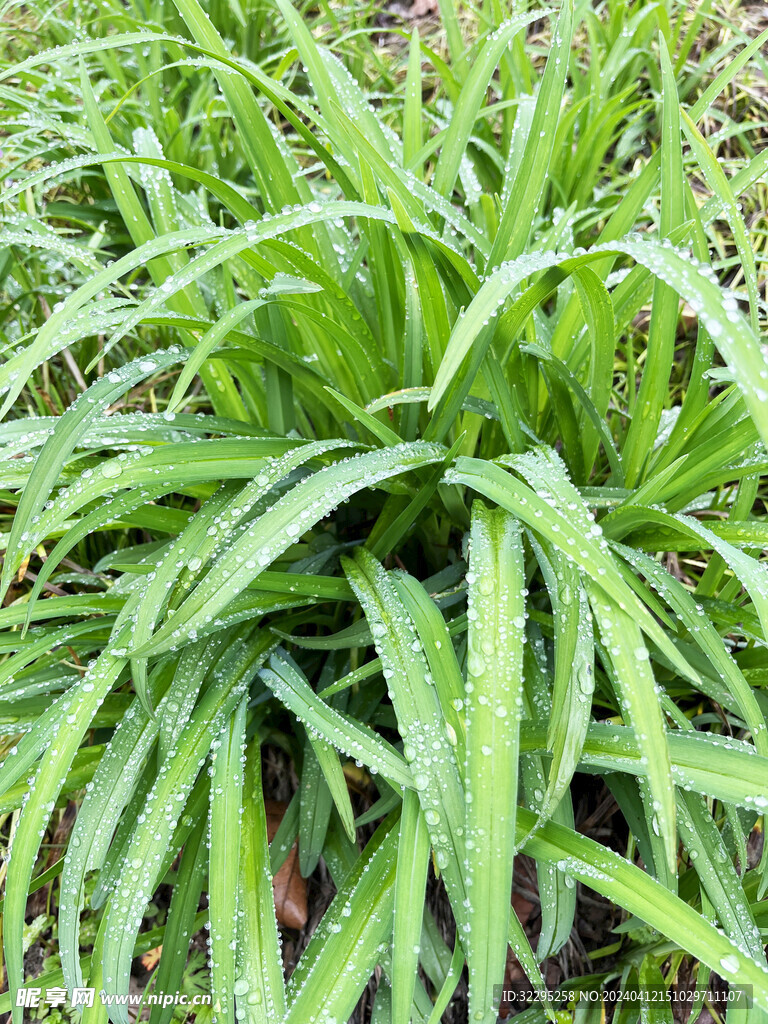 雨后小草