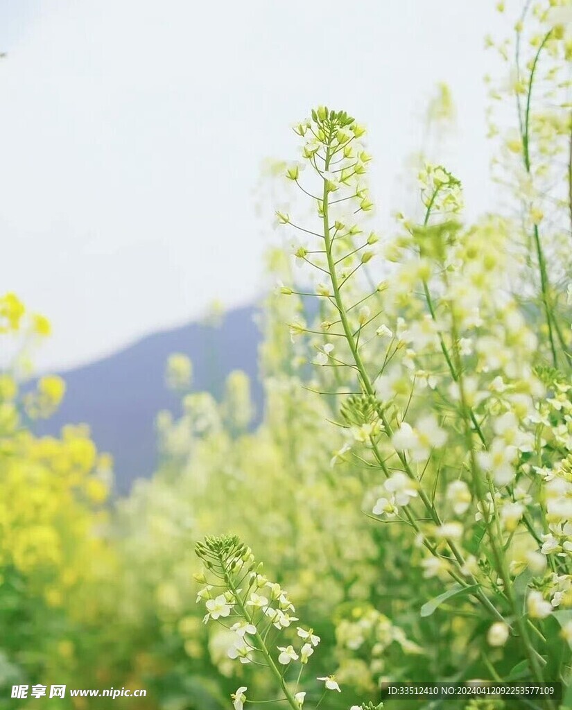 花香