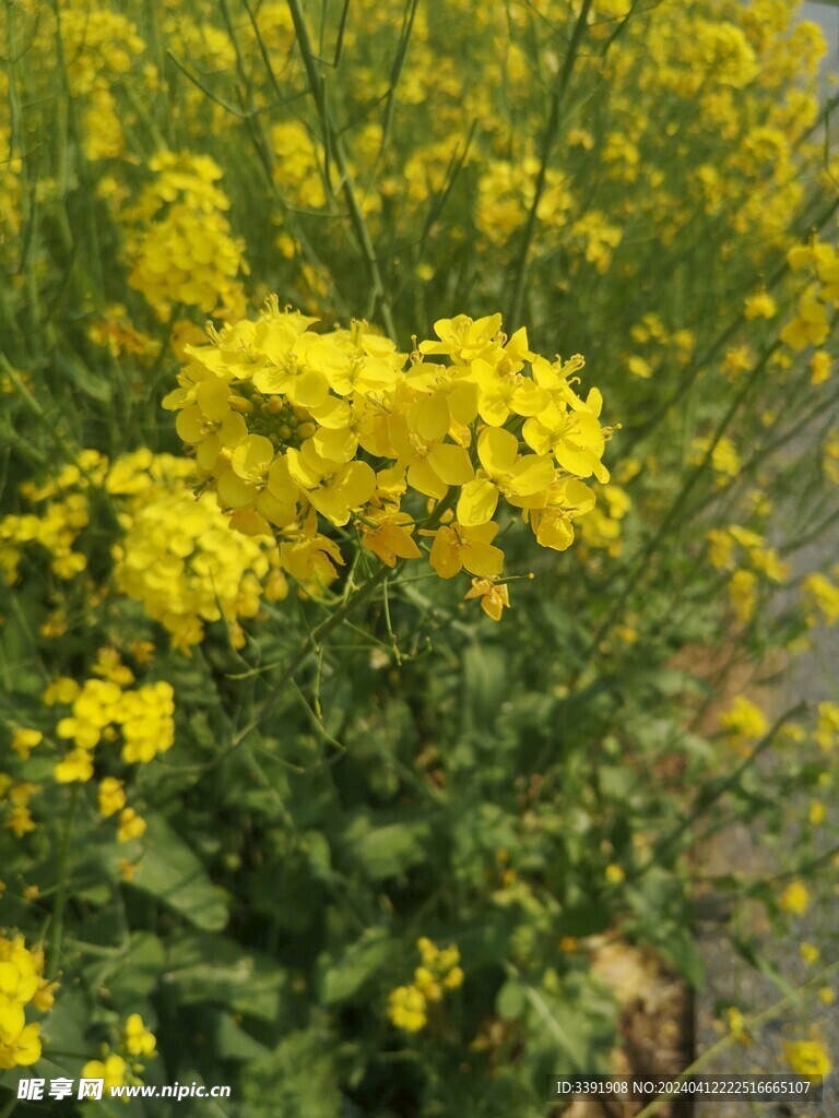 油菜花