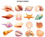 海星海螺贝壳插画
