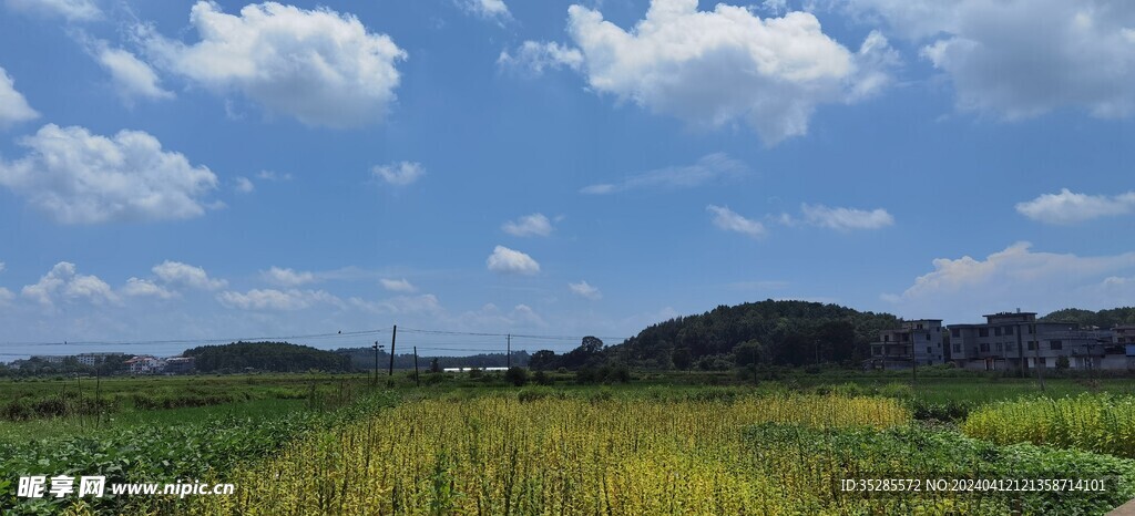 田野