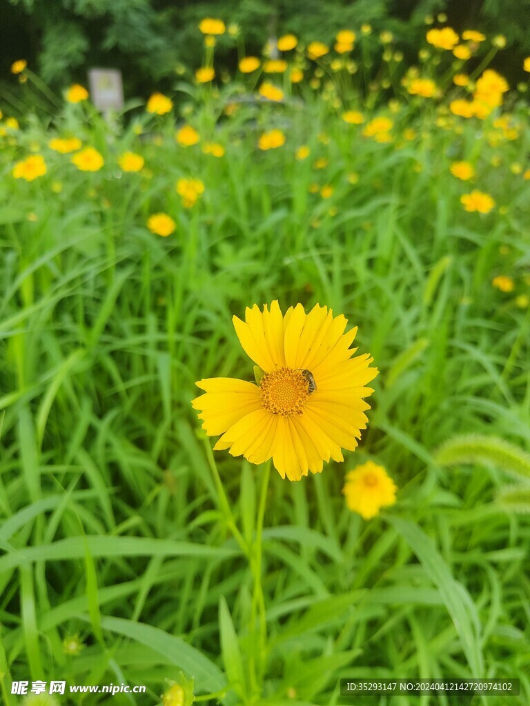 太阳花