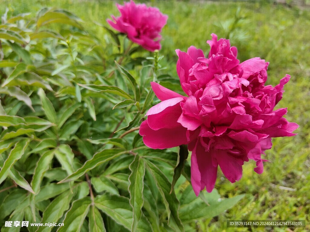 芍药花