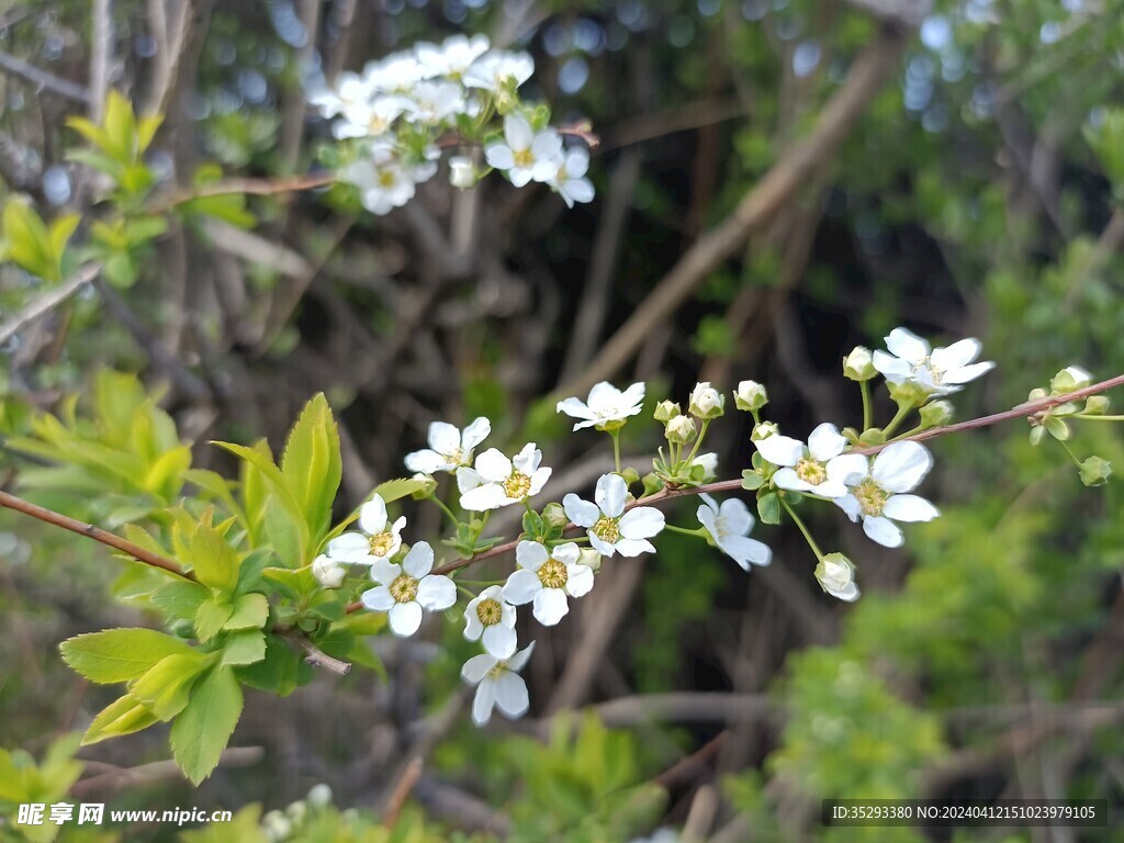 街道绿化带的小花