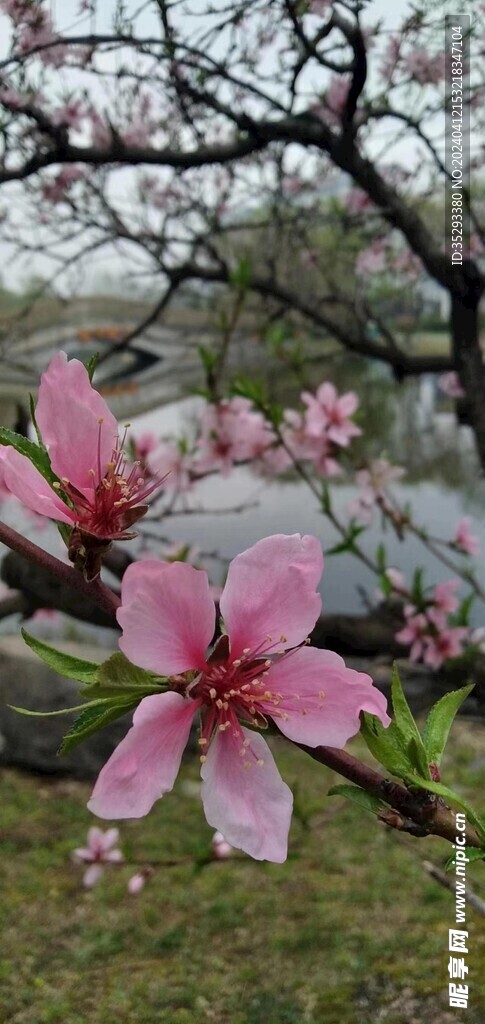 春天的桃花