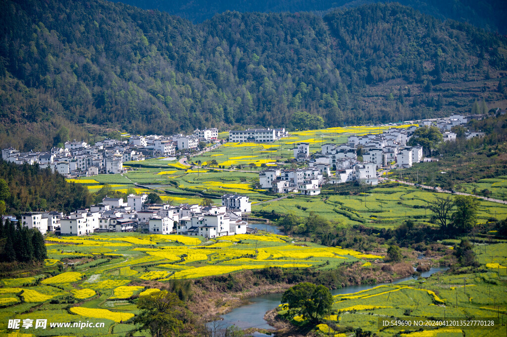 婺源江岭图片