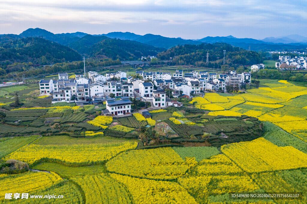 航拍菜花田园风光图片