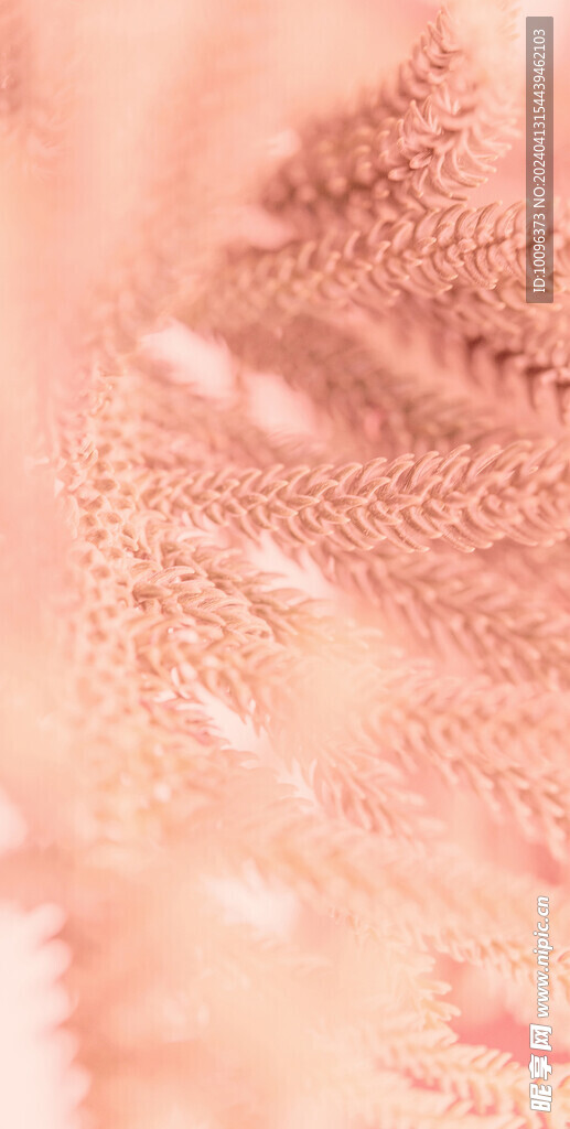 粉色植物背景图片