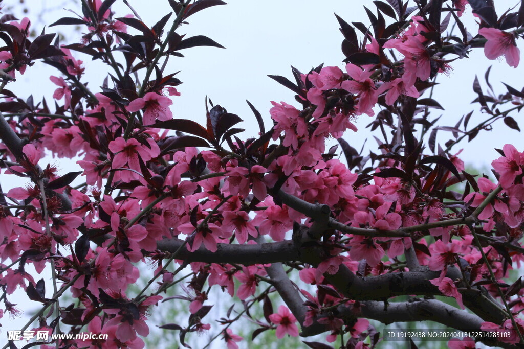 桃花