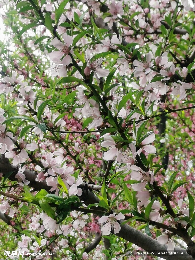 桃花