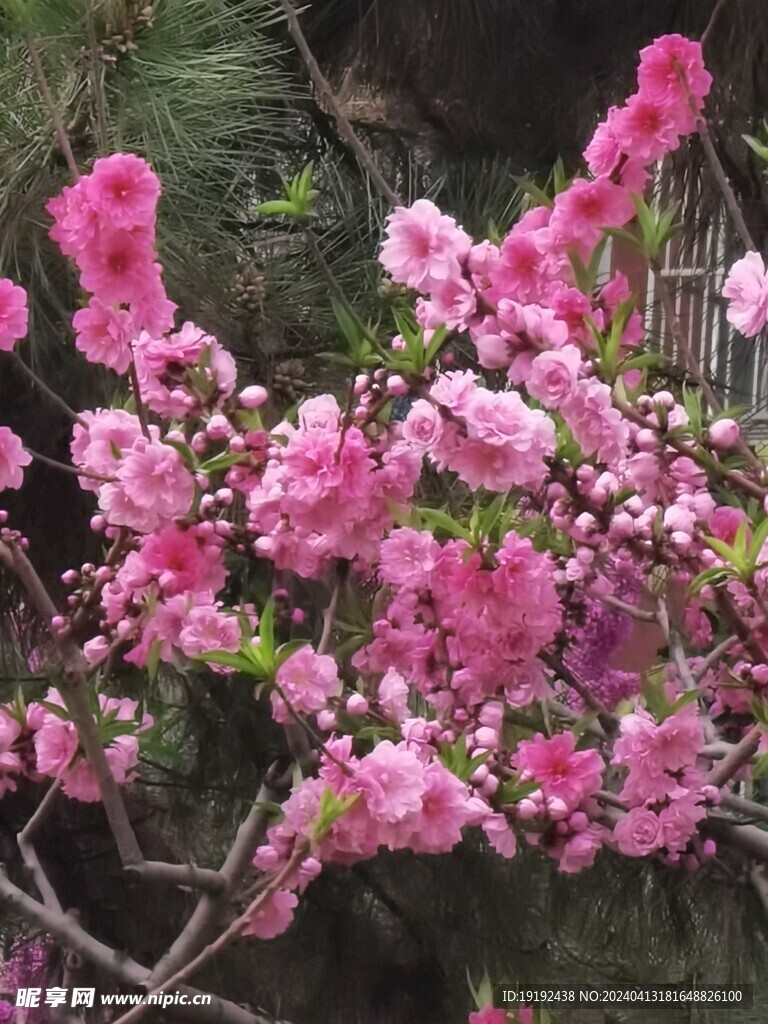 碧桃花  