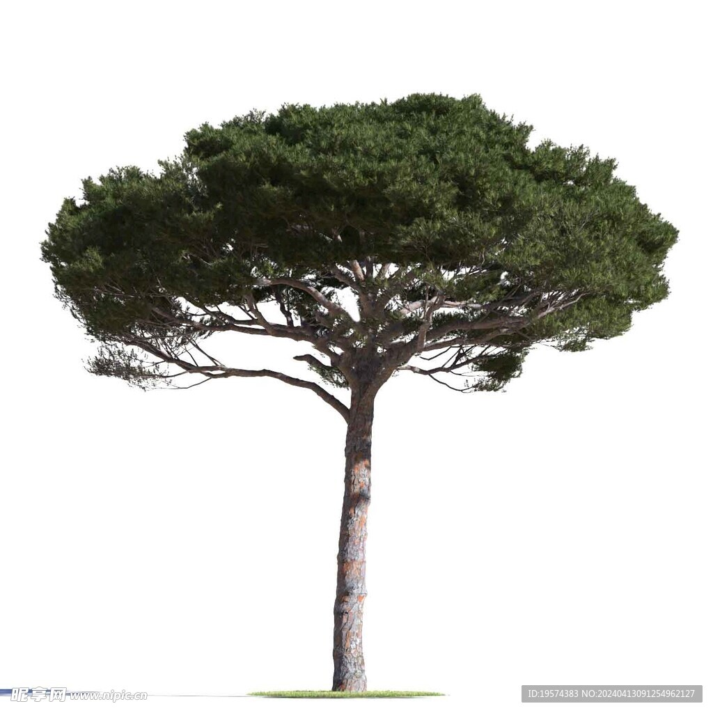 C4D模型 树
