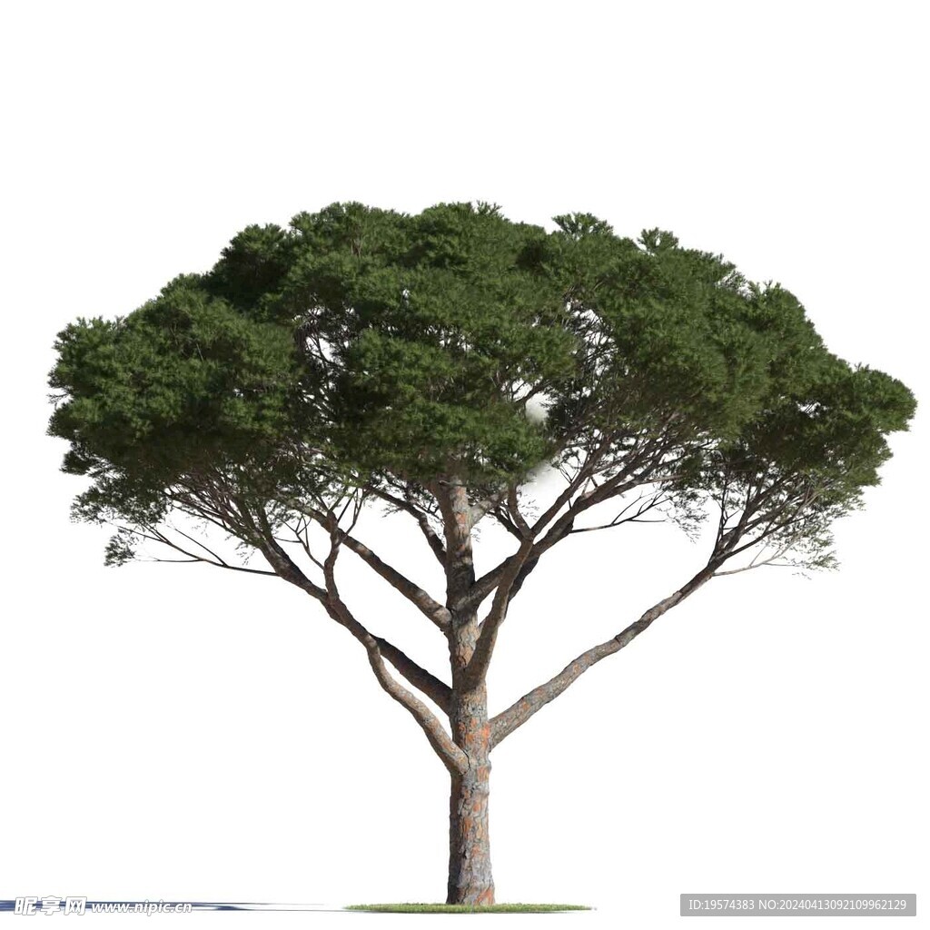 C4D模型 树  