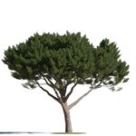 C4D模型 树
