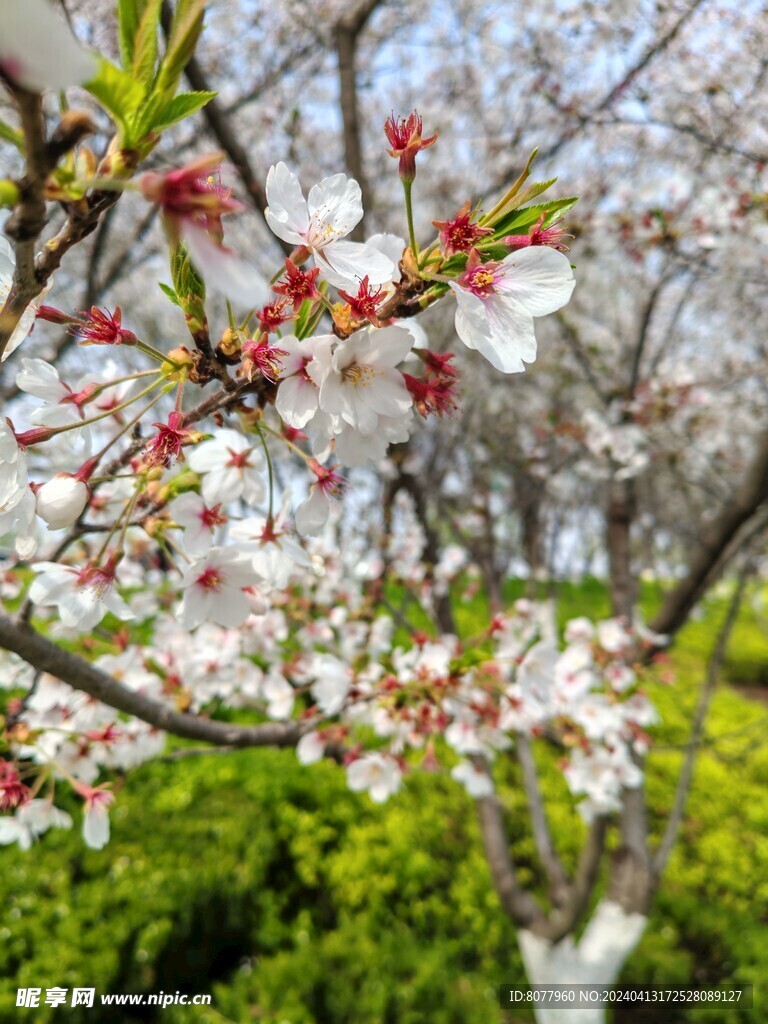 樱花