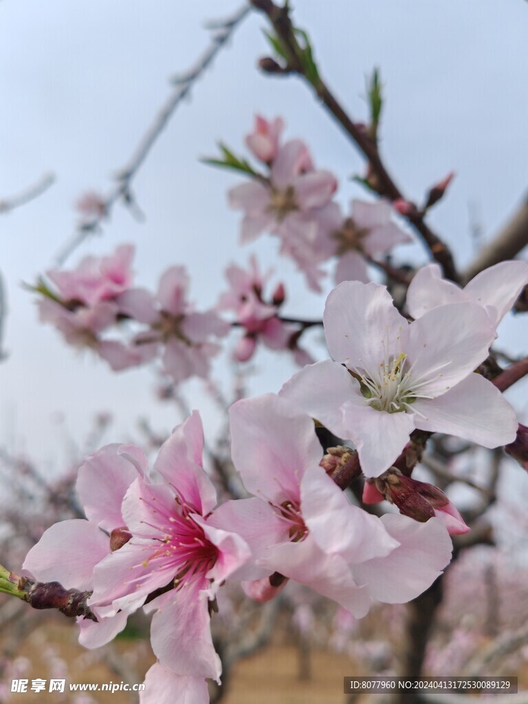 桃花