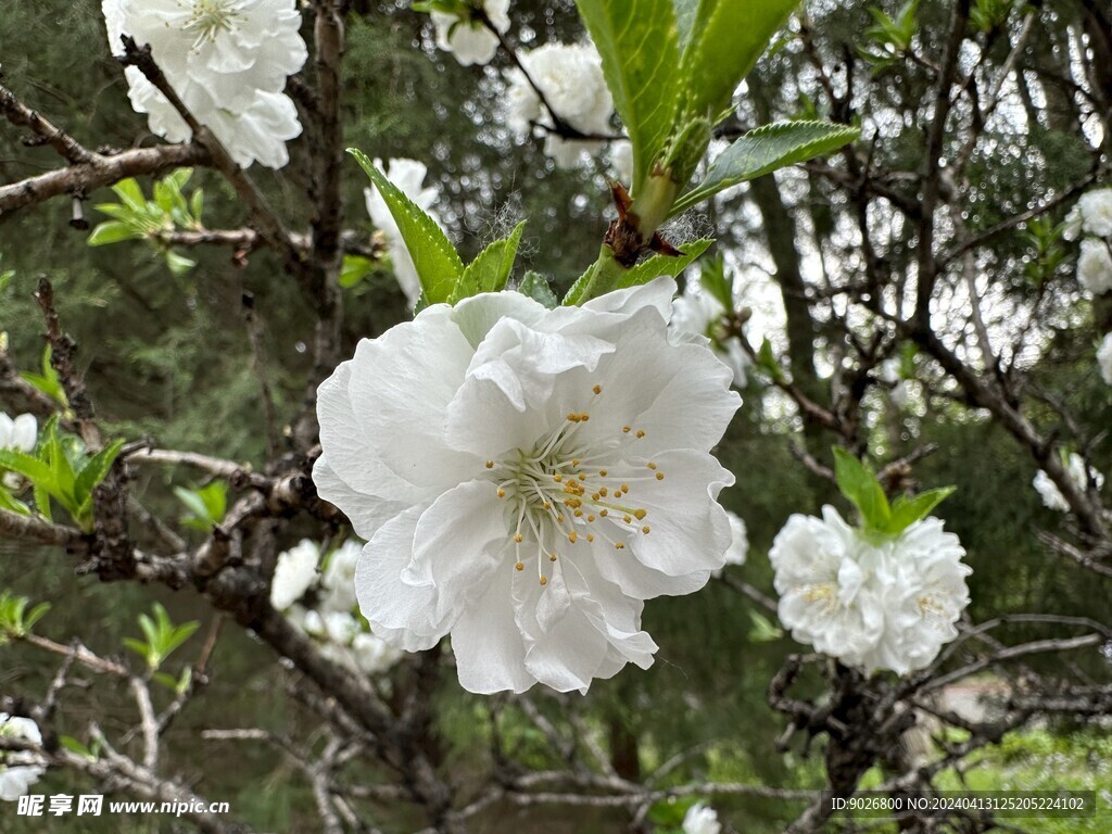 碧桃 白色鲜花