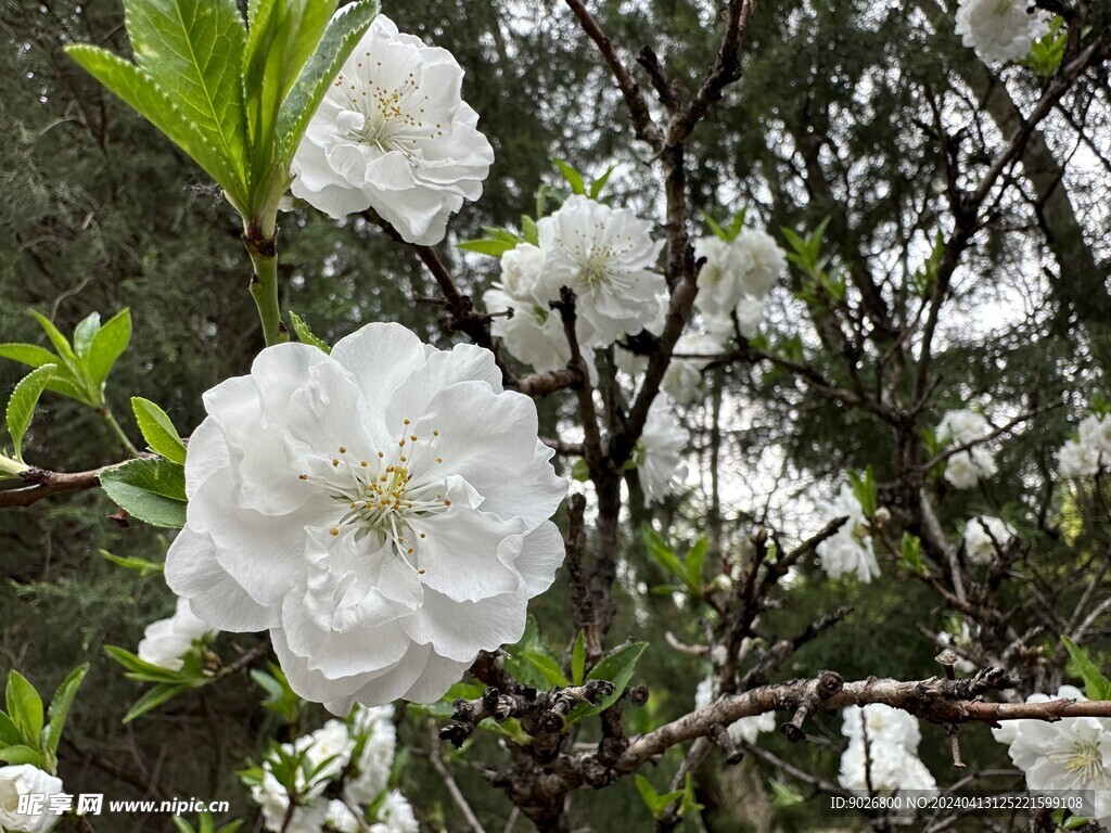 桃花 白色鲜花