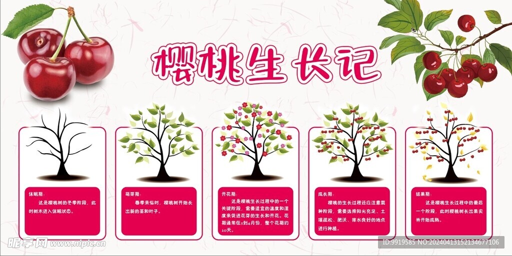 樱桃生长记