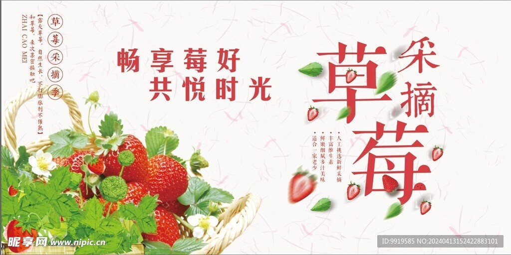 草莓采摘