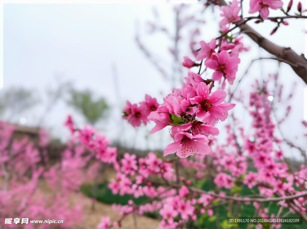 桃树花开