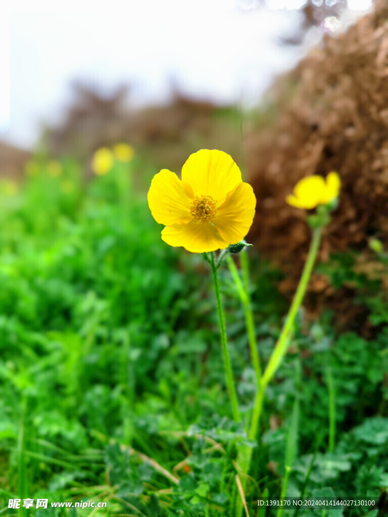 野生小黄花花