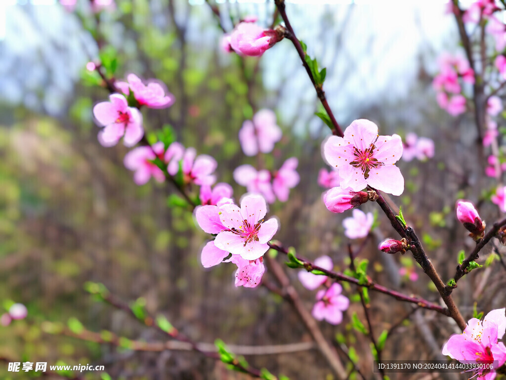 小桃花