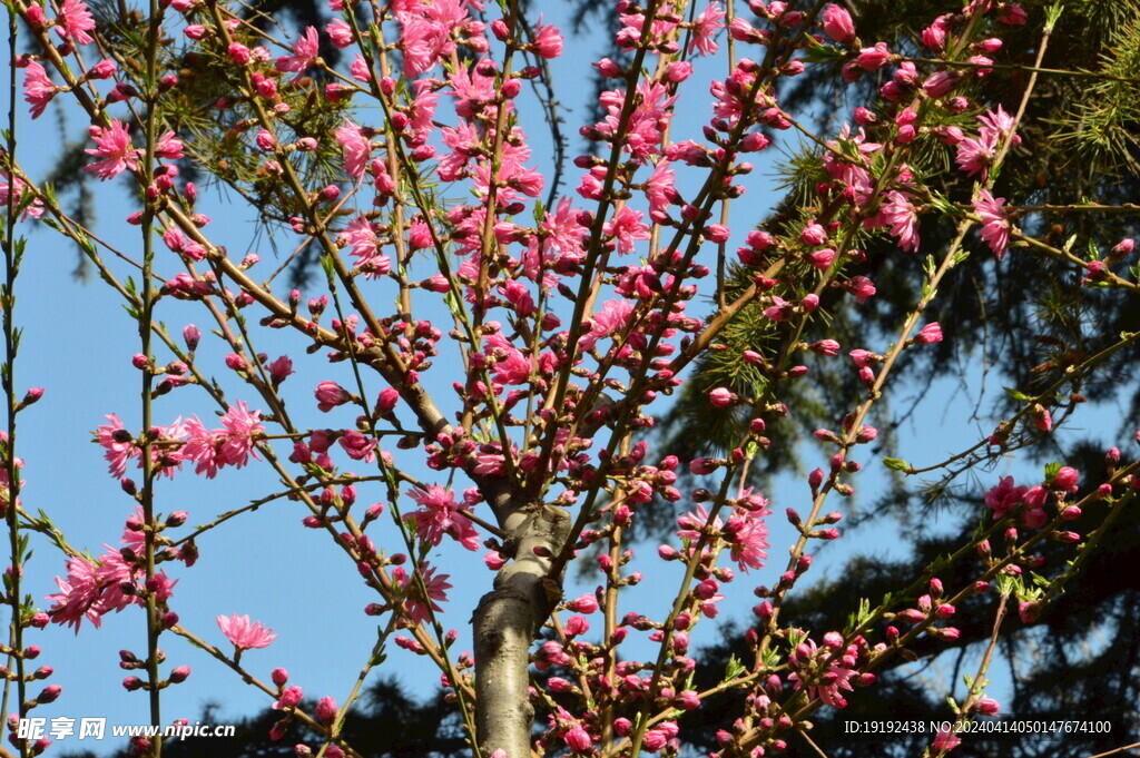 菊花桃 