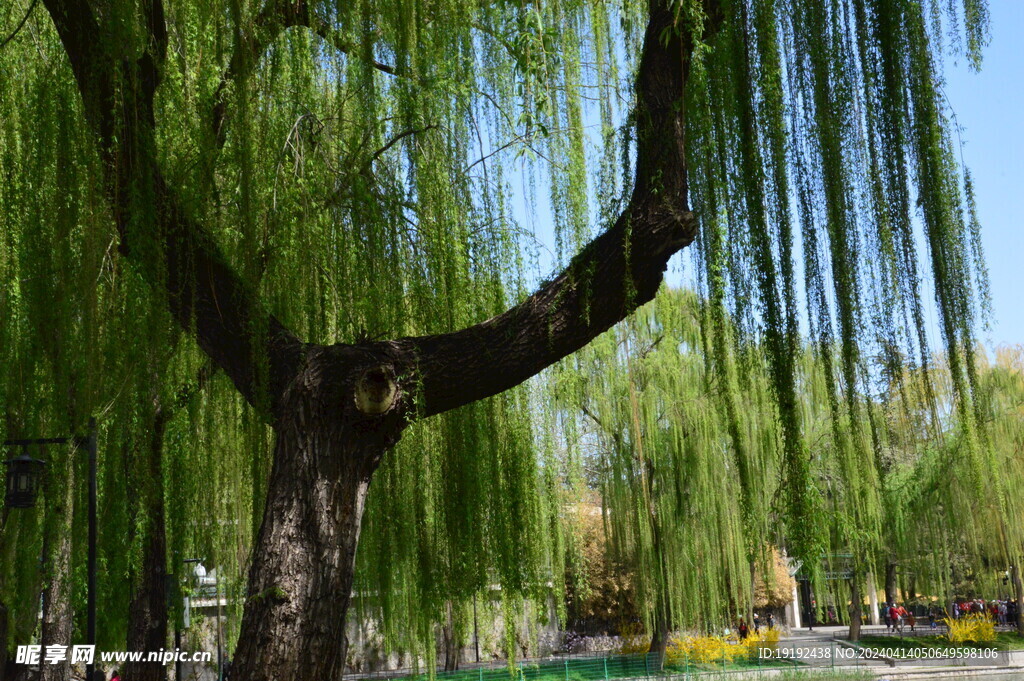 垂柳风景 