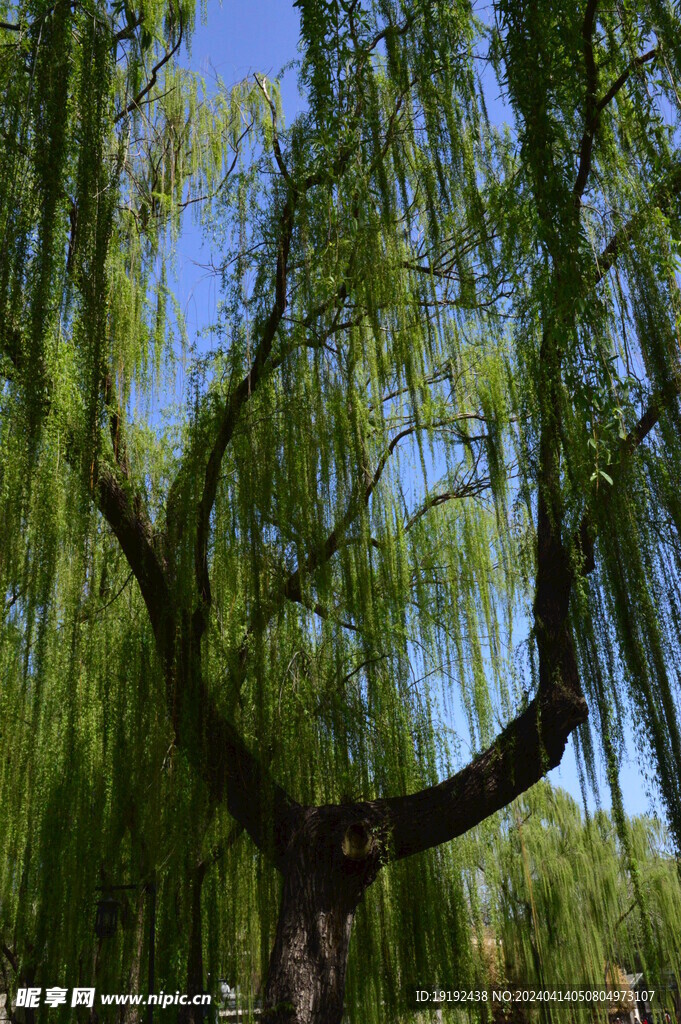 垂柳风景 