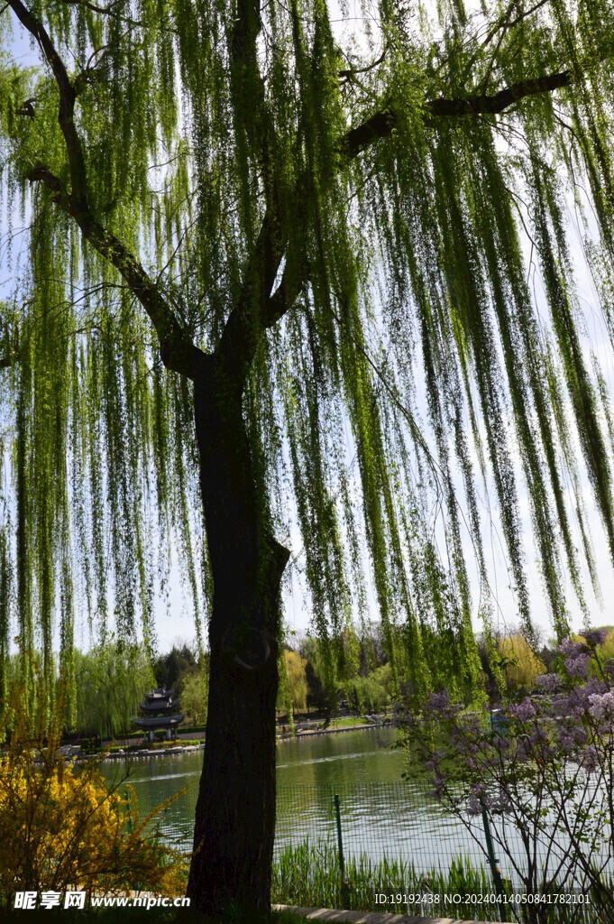 垂柳风景  