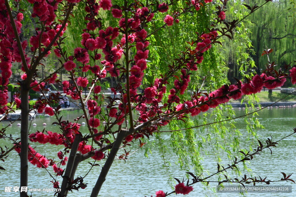 桃花