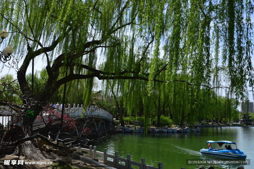 垂柳风景 