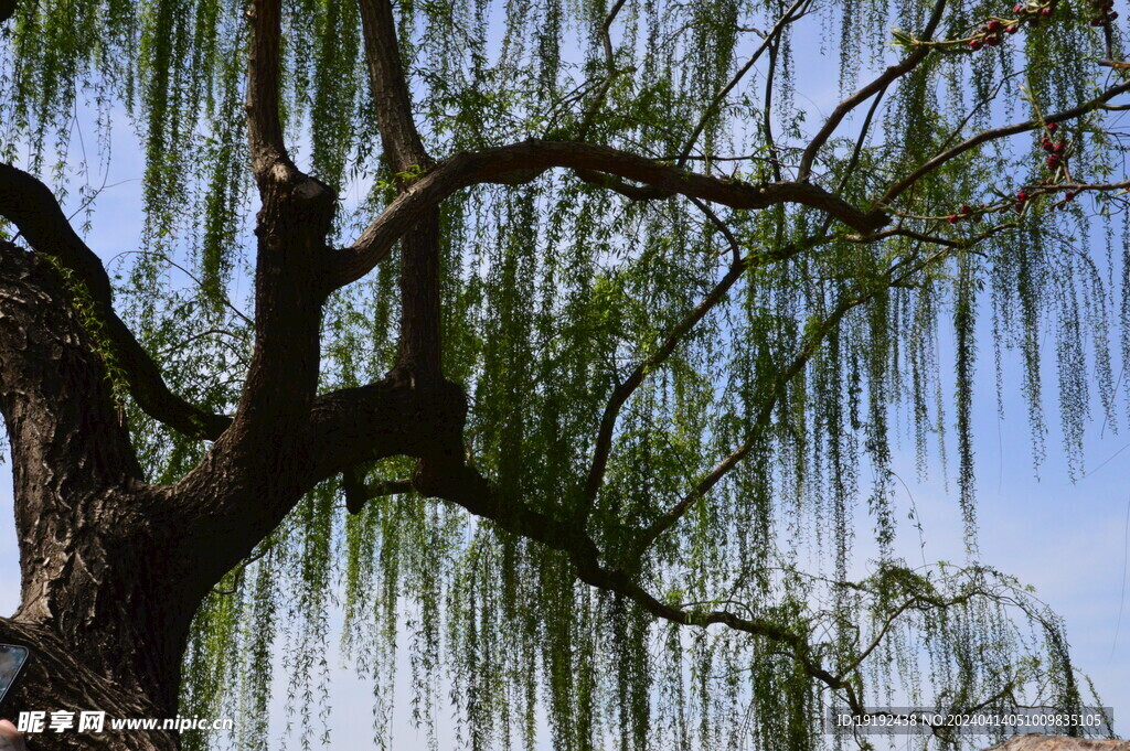 垂柳风景  