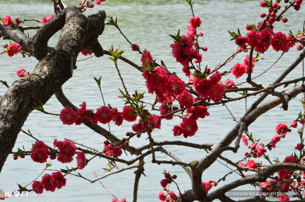 桃花