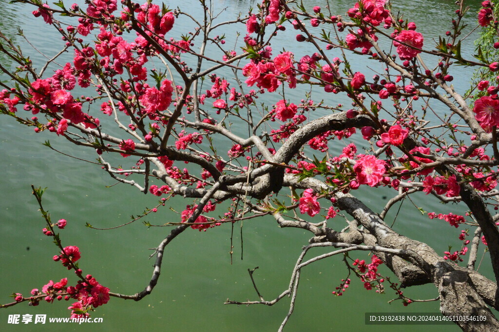 碧桃花
