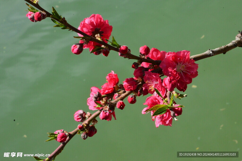 桃花 