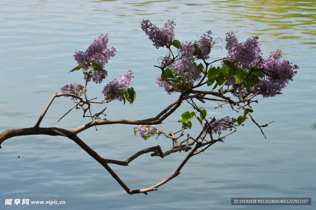 丁香花  