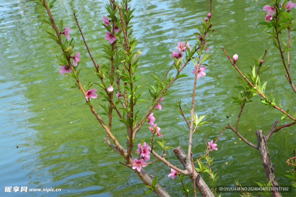 桃花 