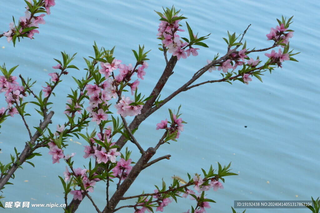 桃花 