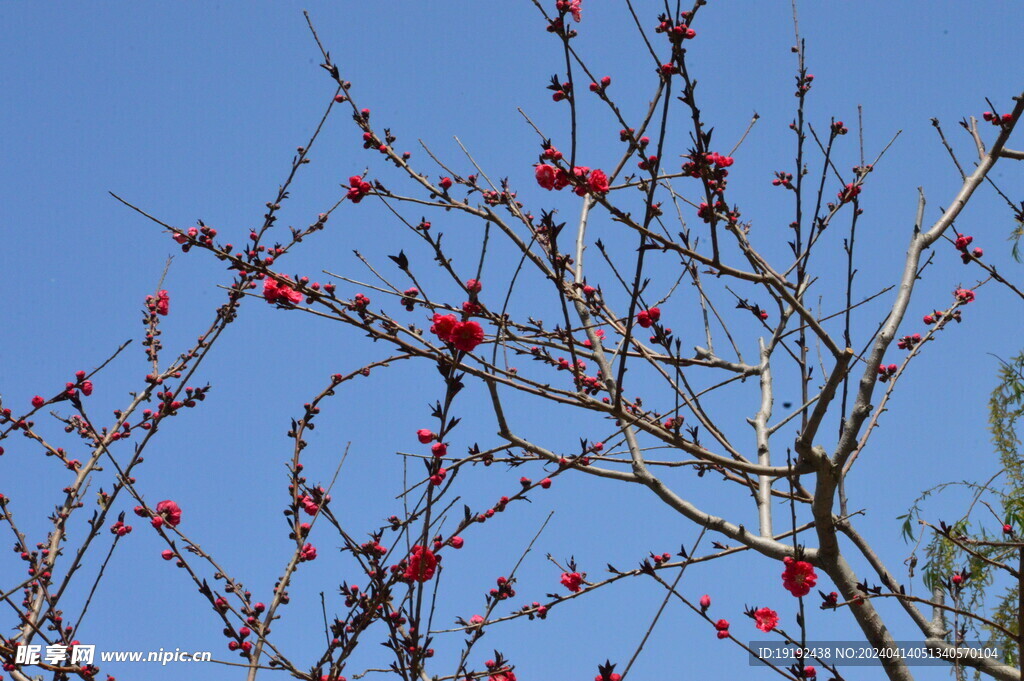 桃花 
