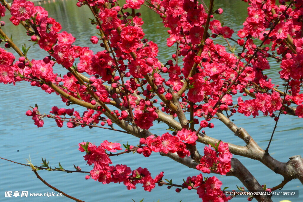 桃花 