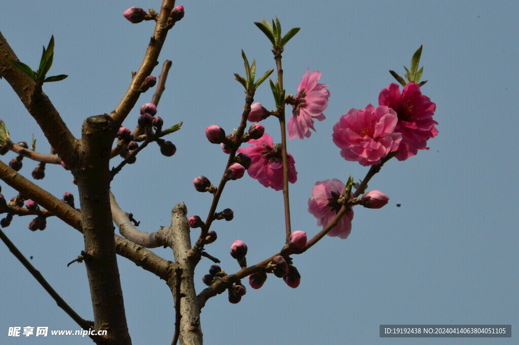 碧桃花