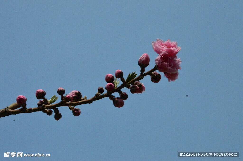 碧桃花 