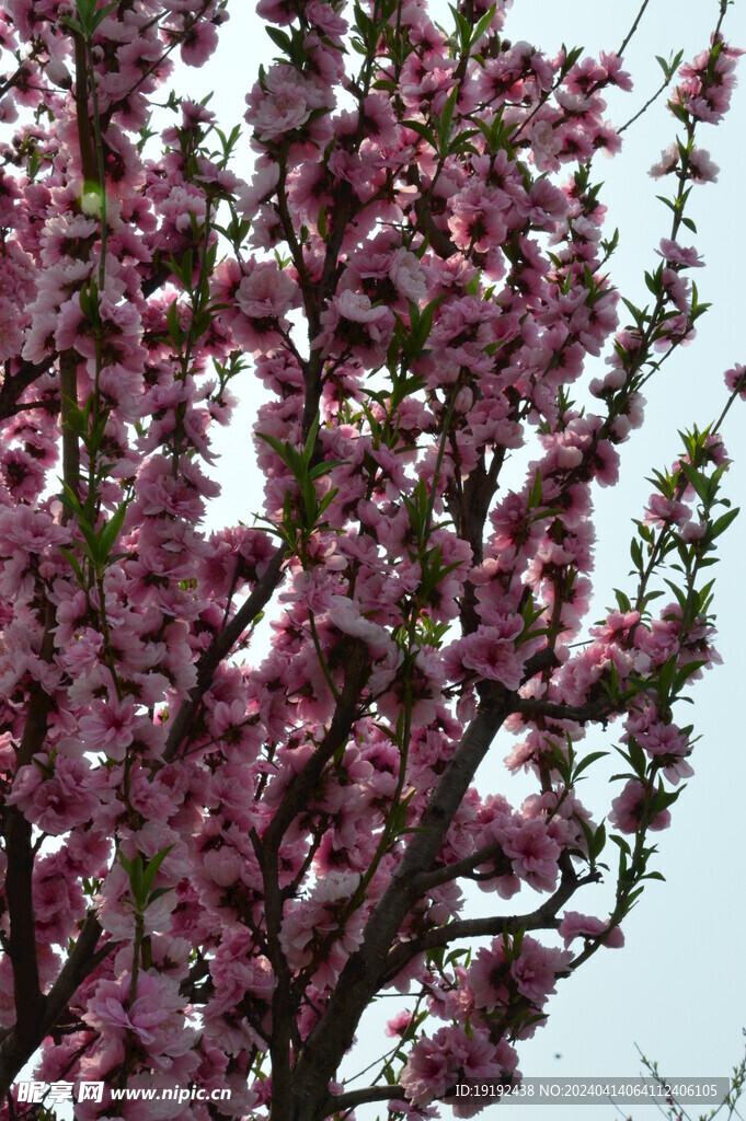 桃花 