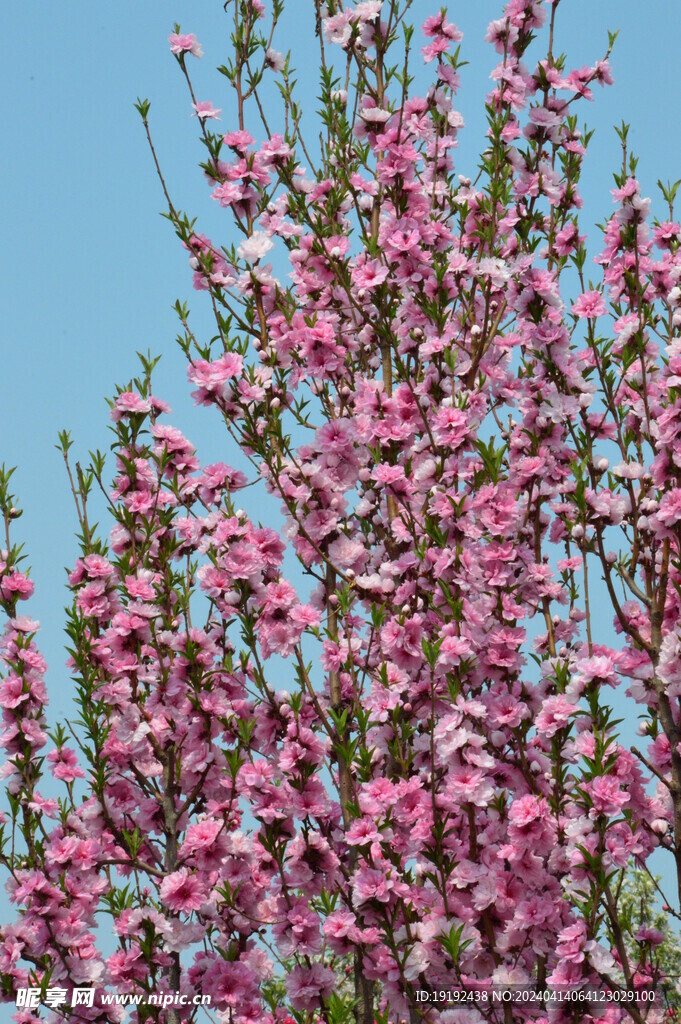 碧桃花 