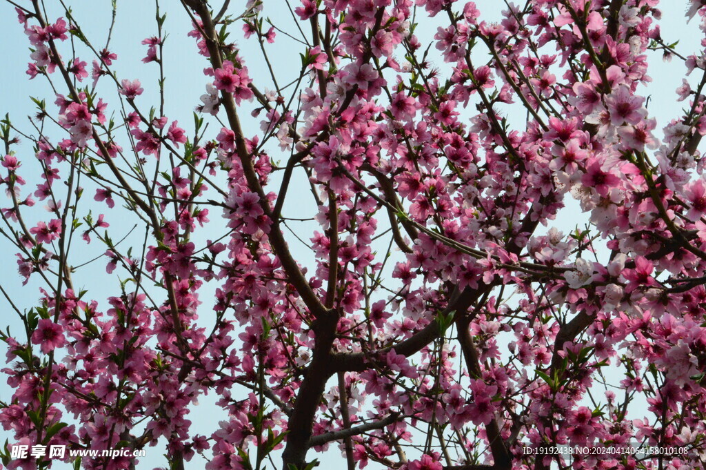 桃花 