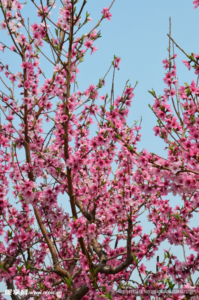 桃花